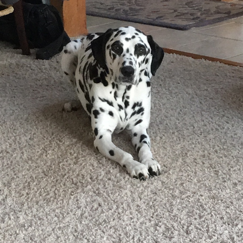 Meet your Posher, Stacey